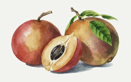 Sapodilla fruit vector illustration, hand drawn watercolor paintingのイラスト素材