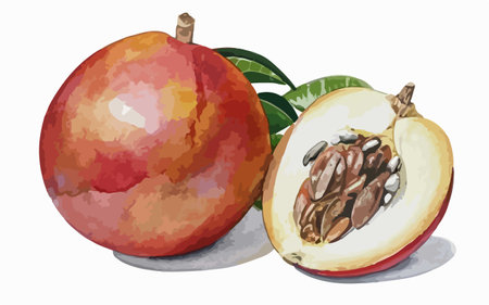 Watercolor painting of a passion fruit. Hand drawn illustration of a passion fruit.のイラスト素材