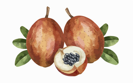 Sapodilla fruit vector illustration. Hand drawn watercolor painting.のイラスト素材