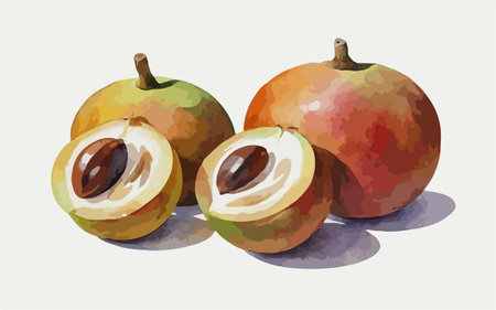 Sapodilla fruit. Vector illustration in watercolor style.のイラスト素材