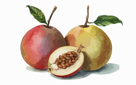Illustration of pears and pears on a white background.のイラスト素材