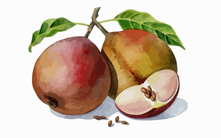 Illustration of two whole and half peaches on a white backgroundのイラスト素材