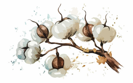 Cotton branch. Hand drawn watercolor illustration isolated on white backgroundのイラスト素材
