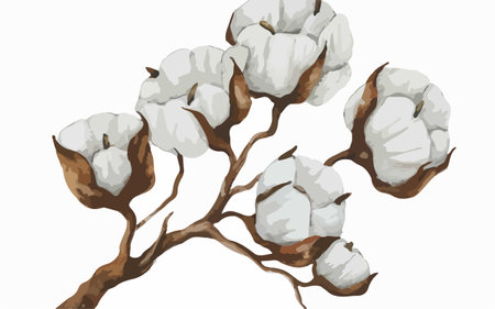 Cotton branch on a white background. Vector illustration of cotton flowers.のイラスト素材