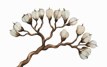 Cotton branch isolated on white background. Watercolor hand drawn illustration.のイラスト素材