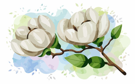 Hand drawn vector illustration of white magnolia flowers on watercolor background.のイラスト素材