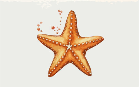 Starfish on a white background. Vector illustration of a starfish.のイラスト素材