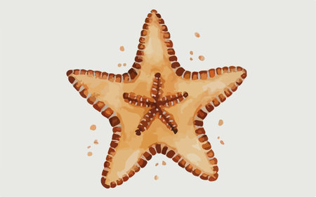 Illustration of a starfish on a white background. Vector illustrationのイラスト素材