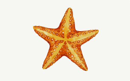 Starfish on a white background. Vector illustration of a starfish.のイラスト素材