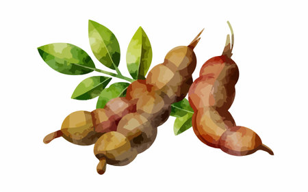 Tamarind fruit with leaves isolated on white background. Vector illustration.のイラスト素材