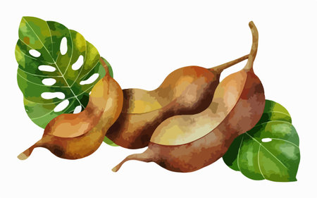 Tamarind fruit with leaves, watercolor illustration on white backgroundのイラスト素材