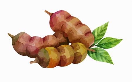 Sweet tamarind with leaves on white background. Vector illustration.のイラスト素材