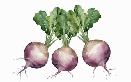 Beetroot. Vector illustration. Isolated on white background.のイラスト素材
