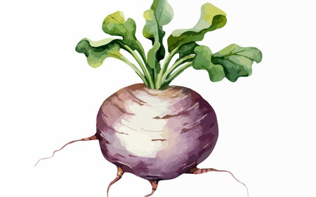 Illustration of a purple turnip with leaves on a white backgroundのイラスト素材