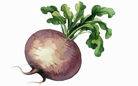 Beetroot on a white background. Hand-drawn illustration.のイラスト素材