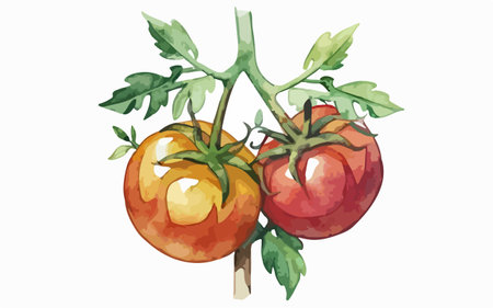 Illustration of tomatoes on a white background. Watercolor style.のイラスト素材