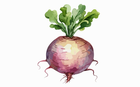 Illustration of a red beet with green leaves on a white backgroundのイラスト素材
