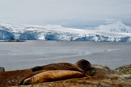 seal and sea lion sleeping on the rocks in the antarcticの写真素材