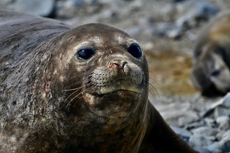 Closeup portrait of a seal on a beach in Antarcticaの写真素材