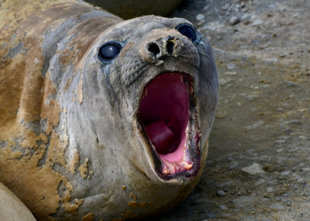 Close up of a sea lion yawning and showing its teeth.の写真素材