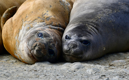 Elephant Seals (Mirounga leonina)
In Antarcticaの写真素材