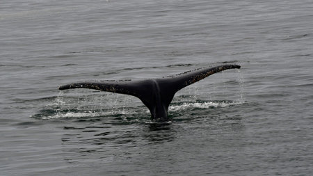Humpback whale in the Pacific Ocean in Kamchatka Peninsula.の写真素材