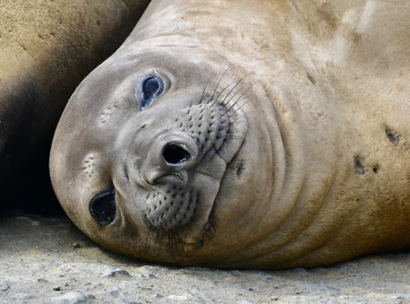Elephant seal (Mirounga leonina) lying on a rockの写真素材