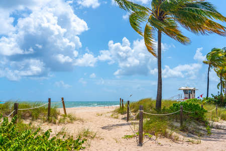 Palm trees on beautiful Miami sunny beachの写真素材