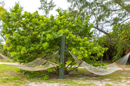 rag hanging hammocks on treeの写真素材