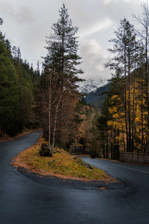 Empty wet road through the forest in autumn rainy dayの写真素材
