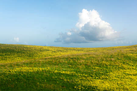 Green field with yellow flowers and blue sky with clouds. Panoramic view to grass and flowers on the hill on sunny spring dayの写真素材