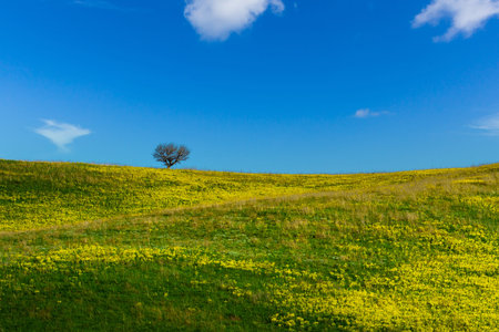 Green field with yellow flowers and blue sky with clouds. Panoramic view to grass and flowers on the...