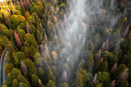 Aerial view of curvy road passing through the autumn forest, top viewの写真素材