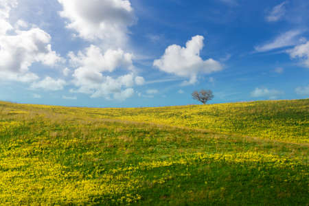 Green field with one lonely tree, yellow flowers and blue sky with clouds. Panoramic view to grass and flowers on the hill on sunny spring dayの写真素材