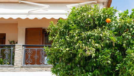 Orange tree with ripe orange at the balcony of a house in Greeceの写真素材