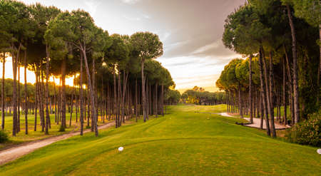 Tee box area at golf course at sunset with beautiful sky. Scenic panoramic view of golf fairway. Golf field with pinesの写真素材