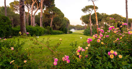 Tee box area at golf course at sunset with beautiful sky. Scenic panoramic view of golf fairway. Golf field with pines and flowersの写真素材