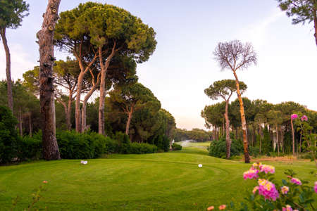 Tee box area at golf course at sunset with beautiful sky. Scenic panoramic view of golf fairway. Golf field with pines and flowersの写真素材