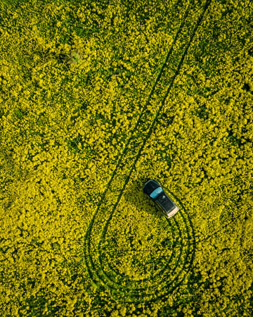 The car drives through the green field drone viewの写真素材