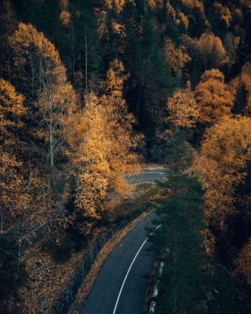 Road makes a turn in autumn forest drone viewの写真素材