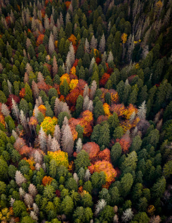 Colorful trees in the autumn forest. Drone viewの写真素材