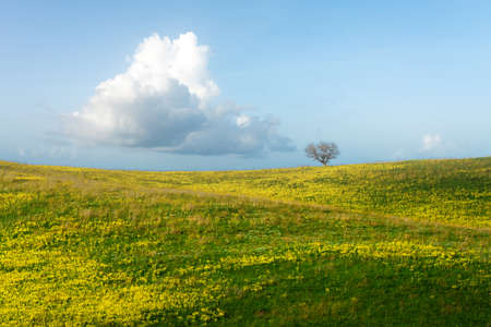 Green field with yellow flowers and blue sky with clouds. Panoramic view to grass and flowers on the hill on sunny spring dayの写真素材