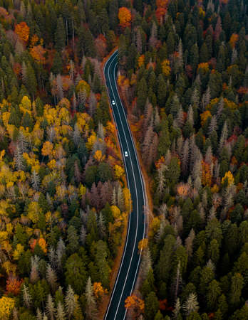Top view of curvy road passing through the bright autumn forestの写真素材