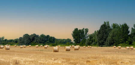 Stacks of golden hay after harvesting a field of wheatの写真素材
