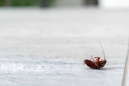 Dead cockroach upside down on the floor. Pest control concept