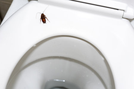 A cockroach lying upside down on a toilet seatの写真素材