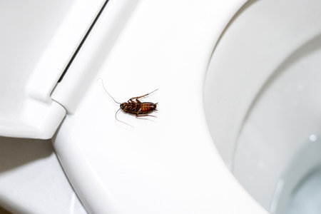 Close-up of a dead cockroach lying upside down on a toilet seatの写真素材