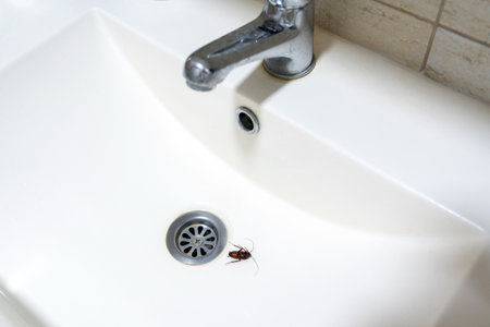 Dead cockroach in the sink, contrast of cleanliness and unpleasant insectsの写真素材