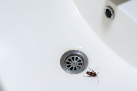 Cockroach in the sink, next to the drain hole. An unpleasant findの写真素材