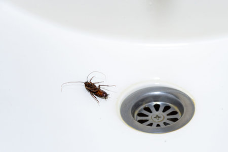 A large disgusting cockroach in the sink, next to the drain hole. The concept of natures...